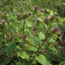 Great Burdock Seeds