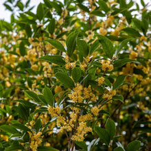 Osmanthus Seeds