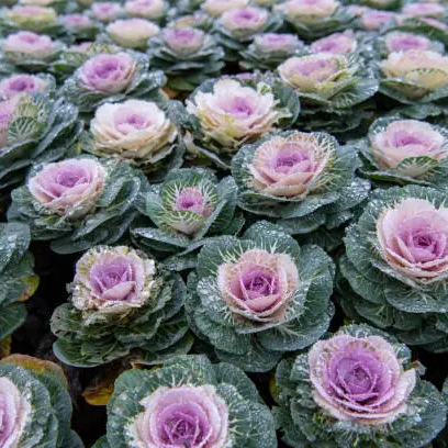 Ornamental Kale seeds up to 50%