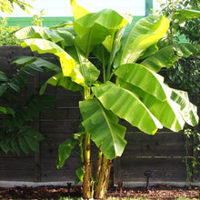 Snow Banana Seeds
