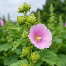 Hollyhock Seeds