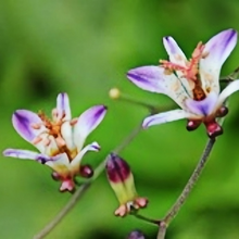 Toad Lily Seeds