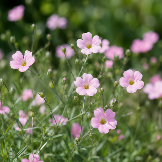 Cowherb Seeds