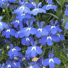 Mixed Flower Seeds