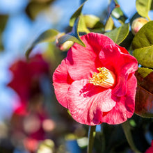 Camellia Seeds