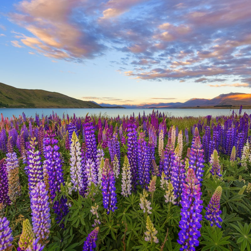 Lupinus Seeds - Larger Packet High Germination 150-2000 Onsaleseeds