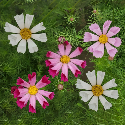 Mix Cosmos Seeds