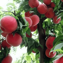 Peach Seeds