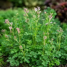 Corydalis Seeds