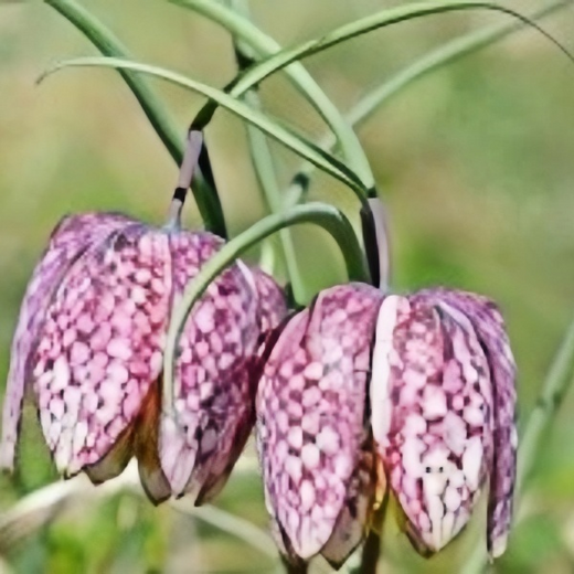Fritillaria Bicolor Seeds