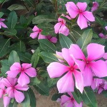 Vinca Seeds - Magenta