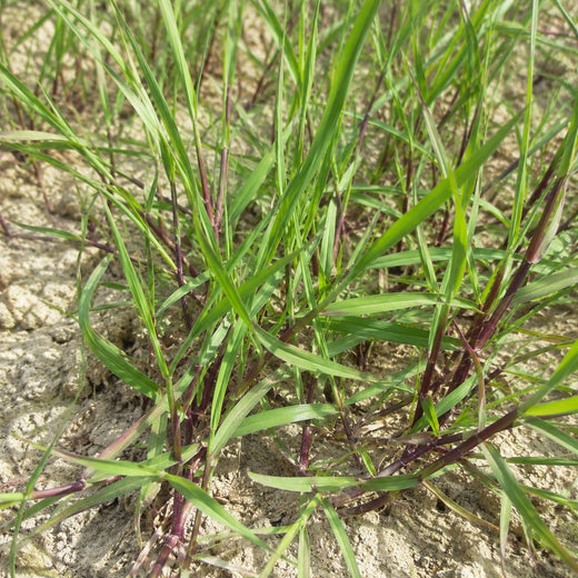 Penn A-4 Grass Seed