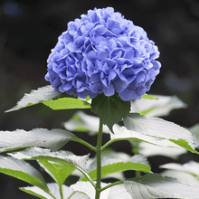 Hydrangea Flower Seeds