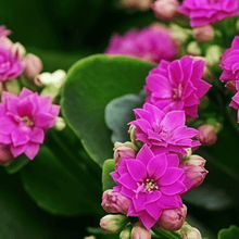 Mixed Flower Seeds