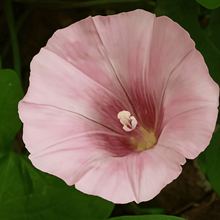 Petumia Hybrida Flower Seeds 100000