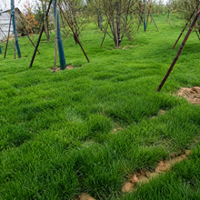 Blue Chip Grass Seed