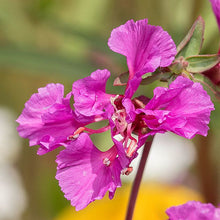 Mexican Butterwort Seeds - Purple