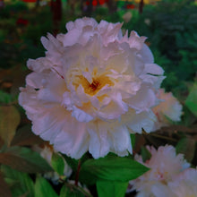 Peony Portulaca Grandiflora Seeds