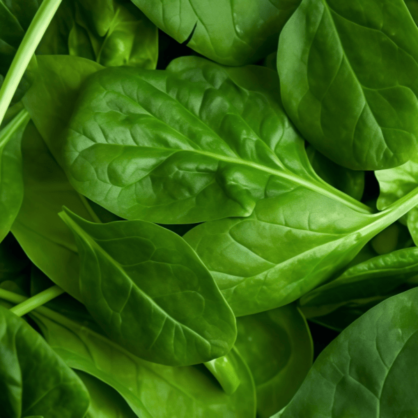 Spinach Seeds up to 50%