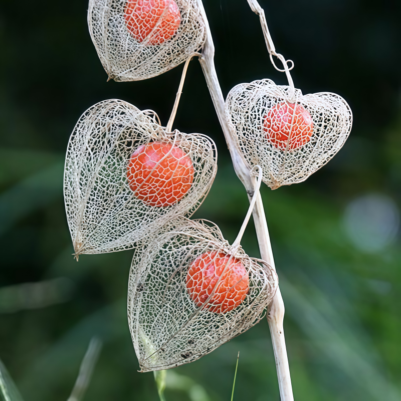 Chinese Lantern Seeds