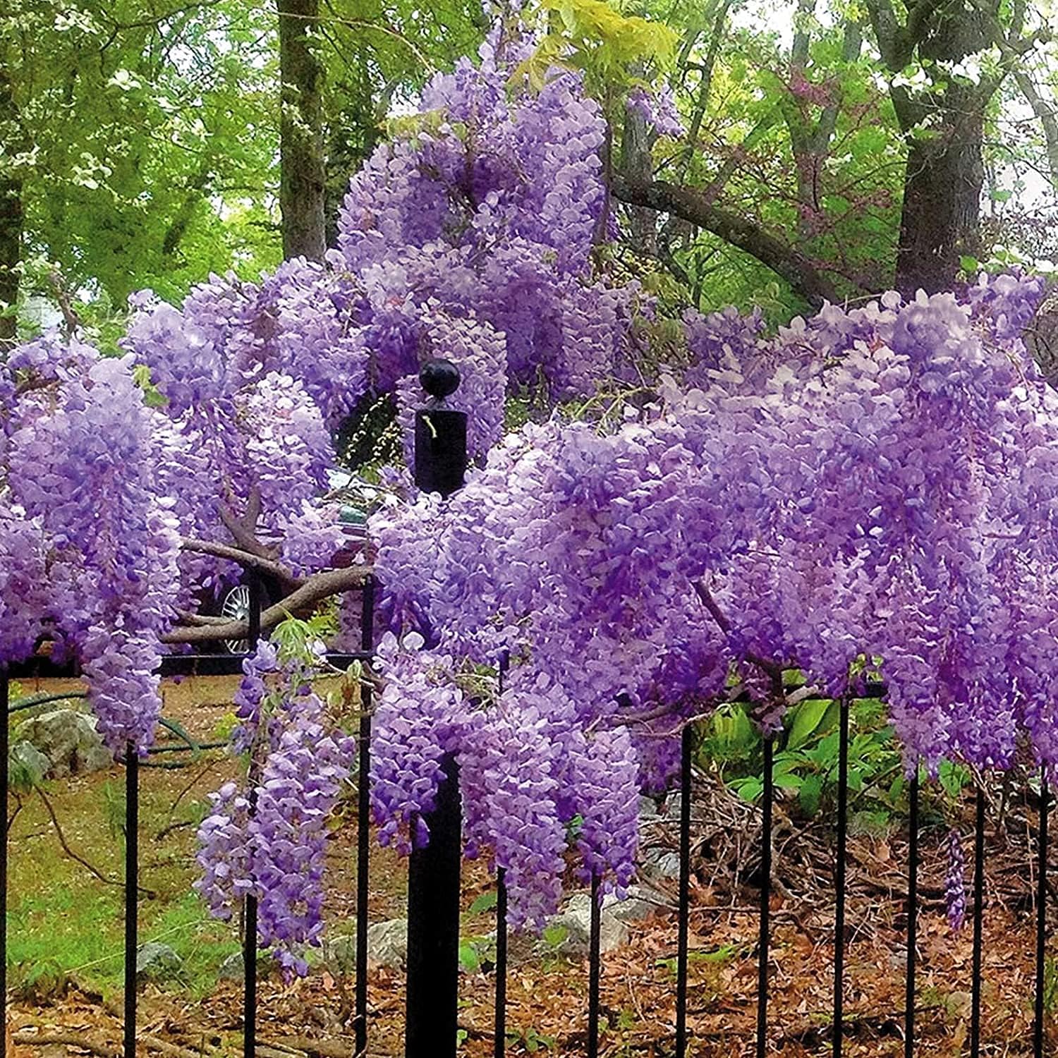 Blue Moon Wisteria Seeds up to 50%