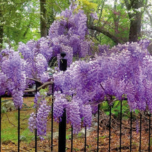 Blue Moon Wisteria Seeds