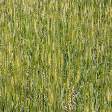 Einkorn Wheat Seeds