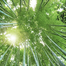Giant Bamboo Plant Seeds