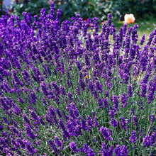English Lavender Herb Seeds