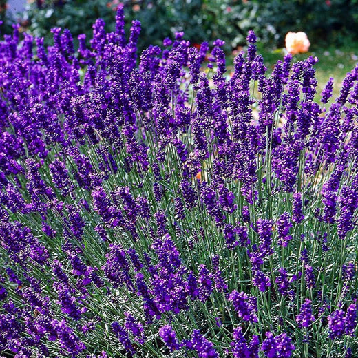 English Lavender Herb Seeds