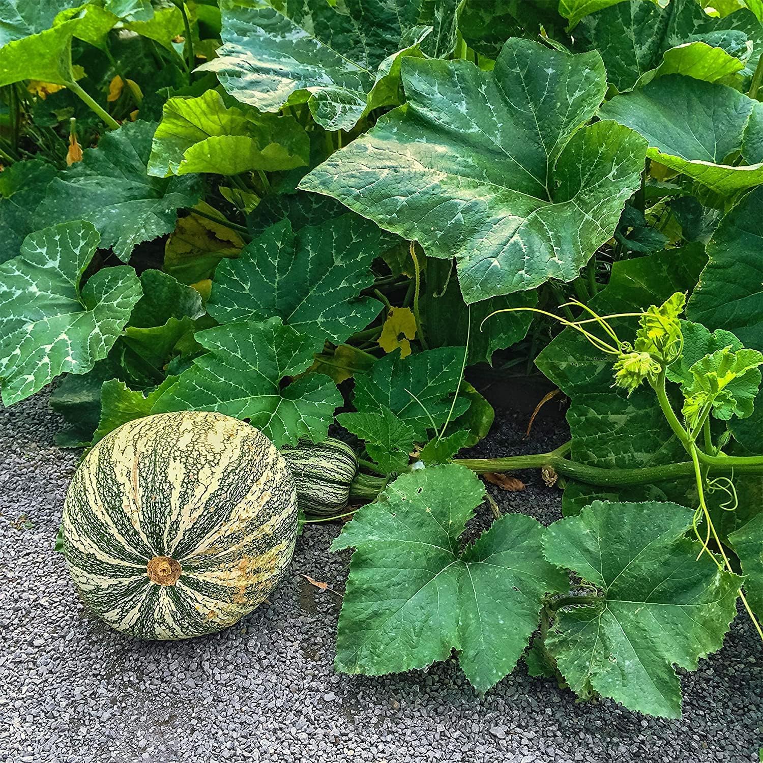 Green Striped Cushaw Seeds up to 50% Off
