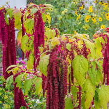 Love Lies Bleeding Seeds