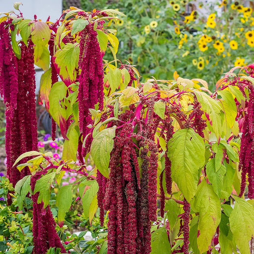 Love Lies Bleeding Seeds