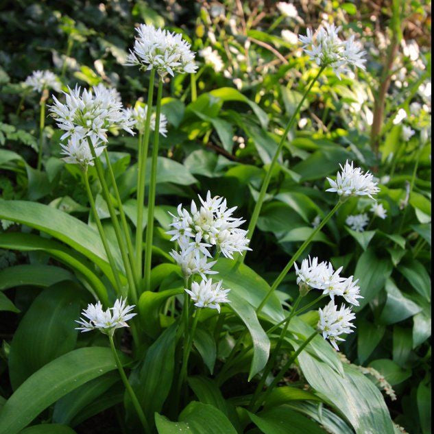Ramsons Wild Garlic Seeds up to 50%