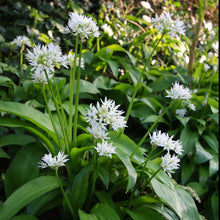 Ramsons Wild Garlic Seeds