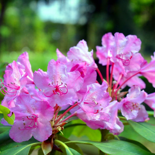 Azalea Seeds