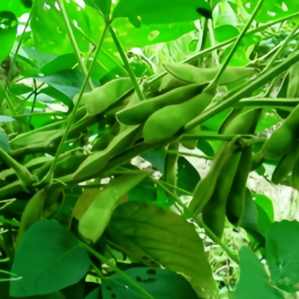 Edamame Seeds  up to 50%