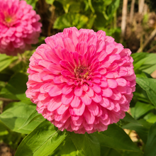 Mix Zinnia Seeds