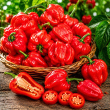 Aji Dulce Red Sweet Venezuelan Pepper Seeds