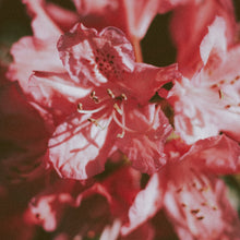Azalea Seeds