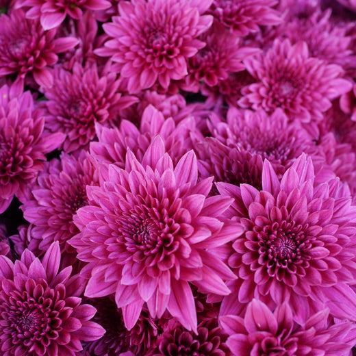 Chrysanthemum Seeds