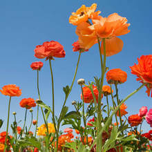 Wildflower Seeds