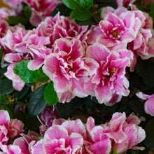 Azalea Seeds