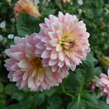 Chrysanthemum Seeds
