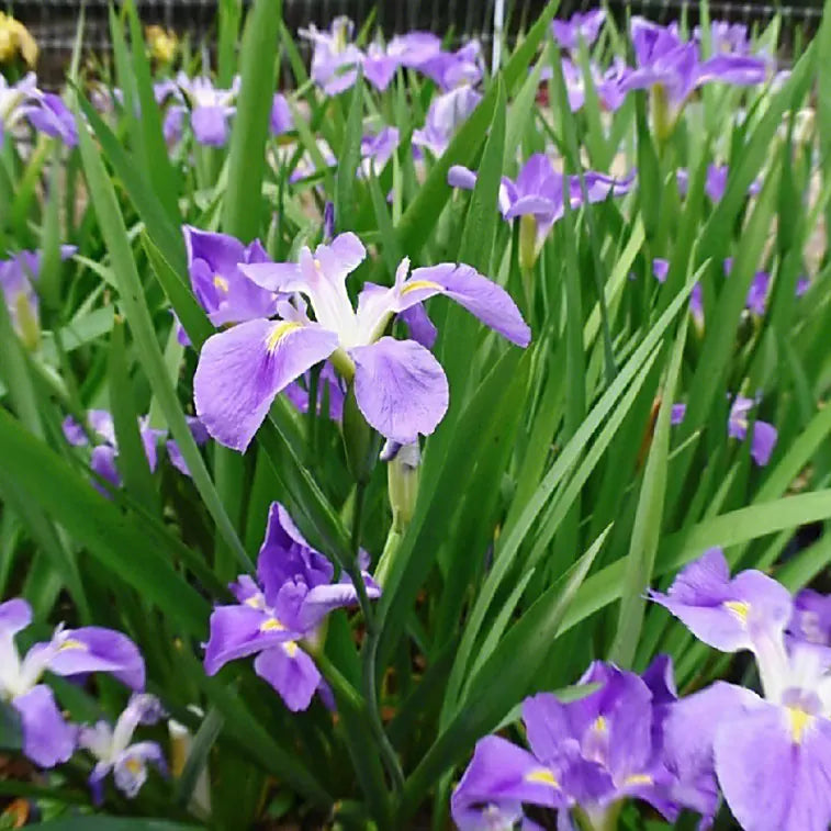 Japanese Iris Flower Seeds