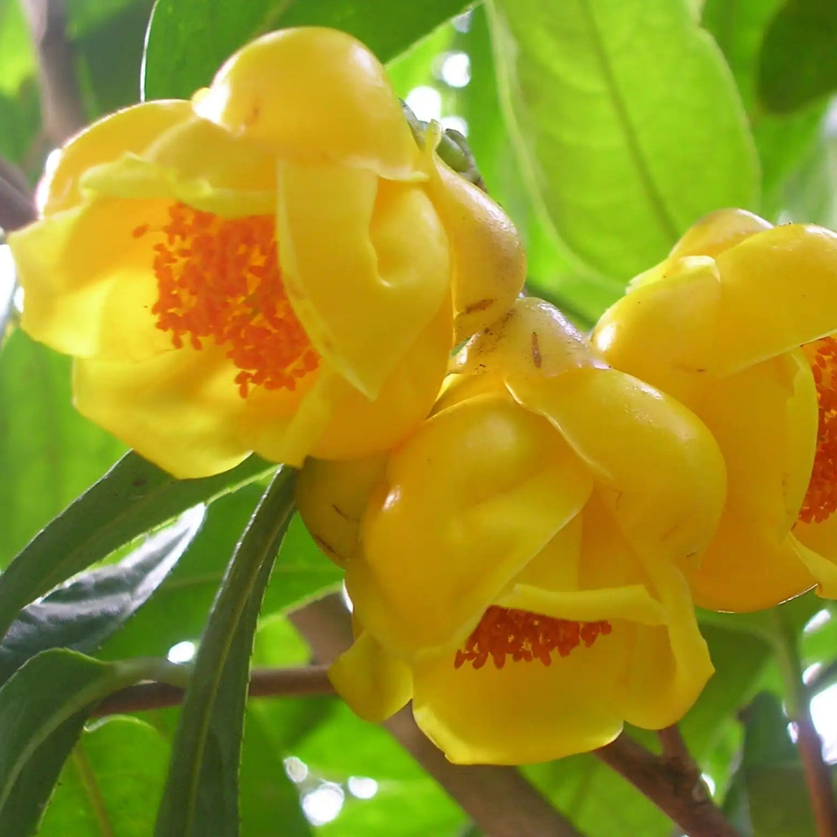 Golden Camellia Flower Seeds