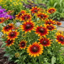 Brown Black Eyed Susan Seeds