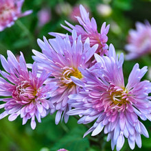 Chrysanthemum Seeds
