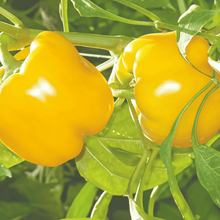 Bell Pepper Seeds