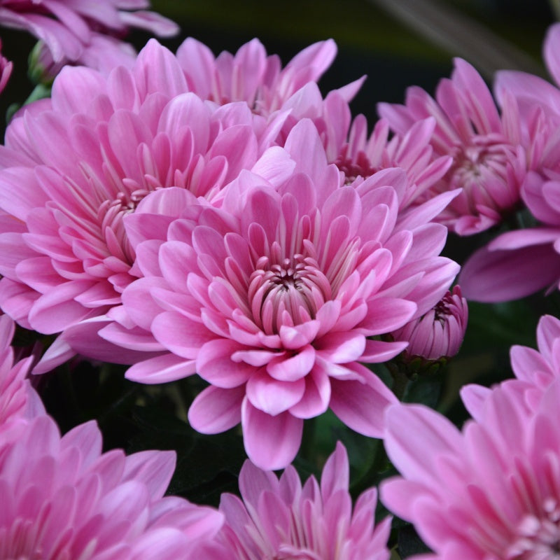 Chrysanthemum Seeds